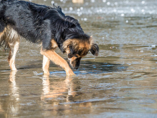 Brown stray or mix breed dog drinking water from a puddle