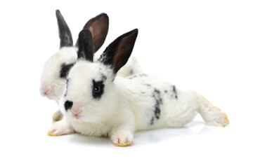 Fototapeta na wymiar Cute white baby rabbit on white background