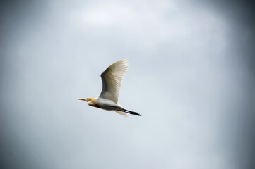 egrets are flying against the sky background