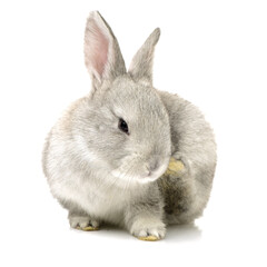 grey rabbit on a white background