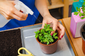 Girl taking care of home grown plants spices.