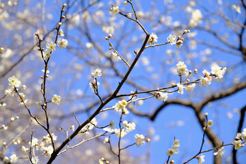 【東京】府中市郷土の森博物館の梅（春）