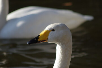 Obraz premium 厳しい寒さを避けて越冬で飛来地へと渡ってきた、美しい白い羽毛のオオハクチョウ