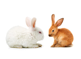 two rabbits on white background