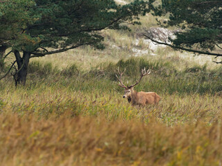 Brunftzeit bei den Rothirschen, Cervus elaphus