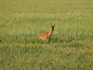 Capreolus (the roe deer) on the meadow in sunlight.