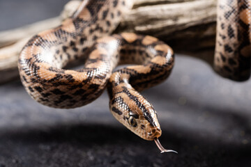 Python snake with the tongue out in studio