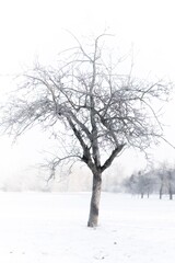 Fototapeta na wymiar Tree in Snow