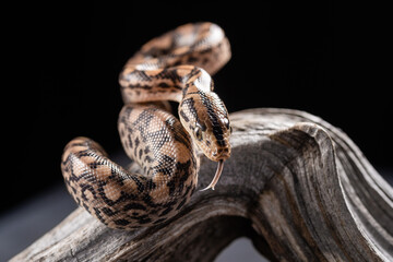 Little smooth snake Coronella austriaca