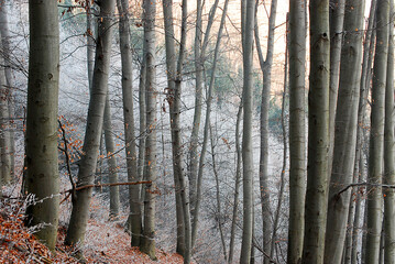 Ein Buchenwald im Winter mit Raureif