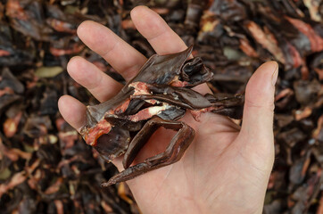 A man's hand demonstrates the quality of pet treats.  Dried beef kidneys on the back.