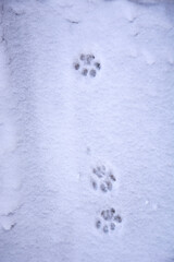 Cat footprints in the snow. Cat snow trail. The cat walked through the snow and left paw prints. Winter picture. Animals in winter.
