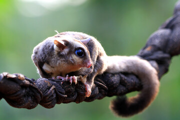Cute face sufar glider on wood, sugar glider closeup, sugar glider climbing on wood