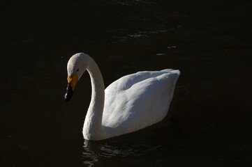 Naklejka premium 厳しい寒さを避けて越冬で飛来地へと渡ってきた、美しい白い羽毛のオオハクチョウ