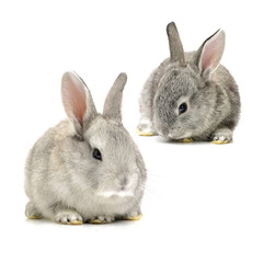 grey rabbit on a white background