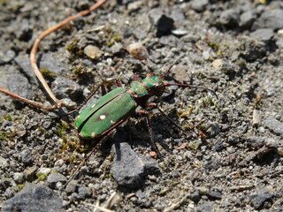 Cicindela campestris, commonly called the green tiger beetle in sunlight.