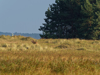 Brunftzeit bei den Rothirschen, Cervus elaphus