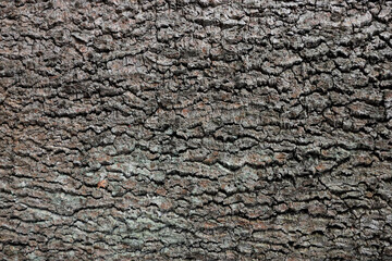 Woody background close up. Tree crust. 