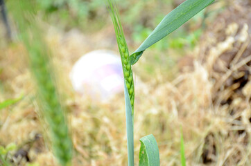 the green ripe grain wheat stitch in the farm.