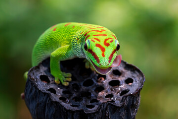 Beautiful color madagascar giant day gecko on dry bud, animal closeup