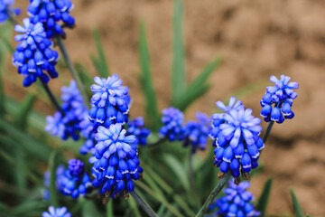 Fototapeta premium Blue Muscari flowers. Group of Grape Hyacinth (Muscari armeniacum) blooming in flowerbed. Spring floral background.