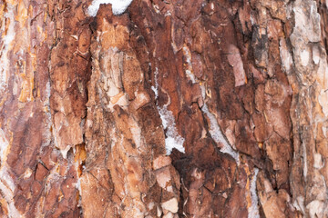  Pine bark close up