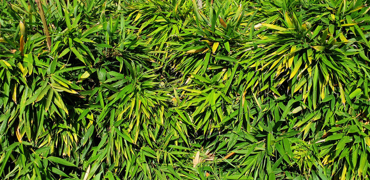 Panorama of bushgreen bamboo or pleioblastus viridistriatus.