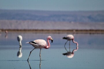 flamingos en agua 