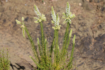 Wild flowers after good rain in South Africa