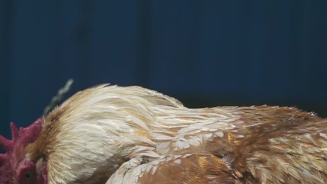 Red and white rooster scratching his head, catkins with paw. Super slow motion 1000 fps.
