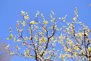 【東京】府中市郷土の森博物館の蝋梅（春）