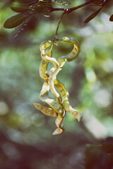 Vertical shot of acacia seed pods on a tree branch