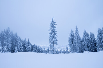 winter in the forest in the mountains, snow-covered trees in the fog
