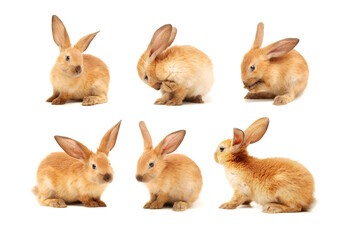 brown bunny rabbits isolated on white background