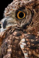 Close-up of an Eagle Owl (Bubo bubo) with beautiful feather details facing left.