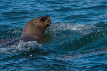 Fototapeta premium sea lion head in patagonia austral marine reserve, argentina