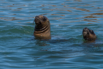 Fototapeta premium sea lion head in patagonia austral marine reserve, argentina