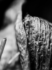 Black and white closeup of a flower