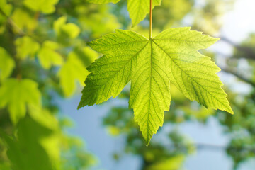 Fototapeta na wymiar Spring tree leaf