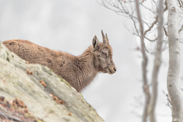 Portrait of young ibex in autumn season (Capra ibex)
