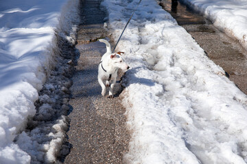 A small white dog on a leash walks on a snowy road in Athens, Greece, February 17th, 2021.