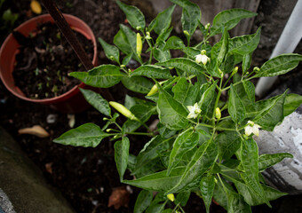 seedlings in a greenhouse