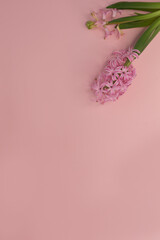 Pink hyacinth on a pink vertical background.