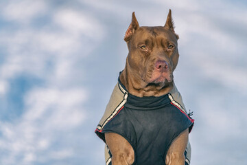 American Pit Bull Terrier close-up on the background of the winter sky.