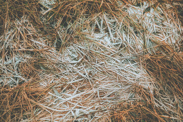Dry brown grass covered with hoarfrost. Nature background