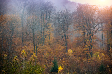 Naklejka na ściany i meble Autumn forest on a mountain hill on a foggy morning