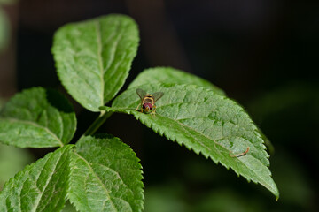 A close-up of a bee on a green leaf. The insect looks straight into the camera
