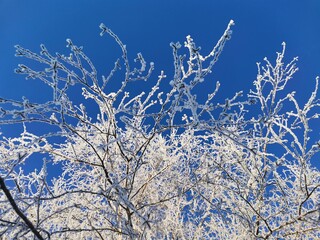 birch in frost