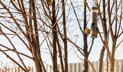 Titmouse blue tit (Parus caeruleus, blue tit) sits in the thick of rowan branches on a feeder with seeds in winter in clear weather. Selective focus.