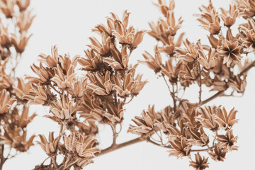 Brown bell shape dry flowers bokeh branch vintage effect on light background macro